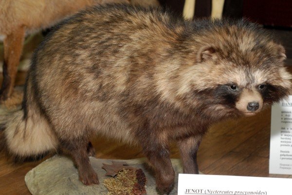 duch-gor-i-tygrys-na-wyciagniecie-reki-28581