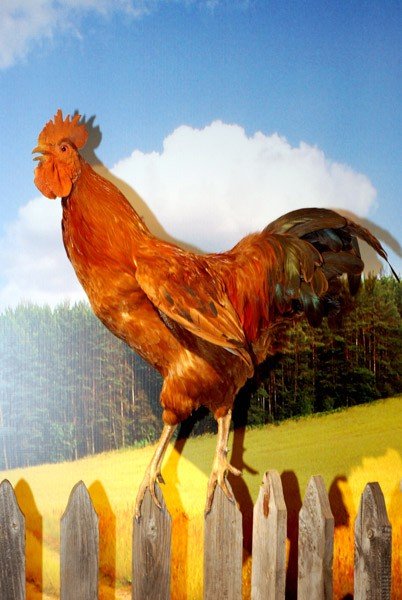 duch-gor-i-tygrys-na-wyciagniecie-reki-28581