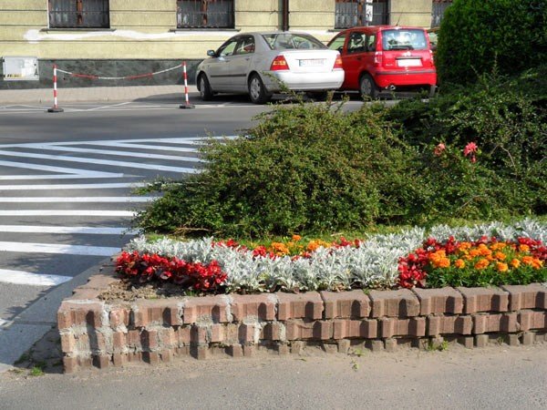 niszcza-klomby-depcza-rabaty-28640