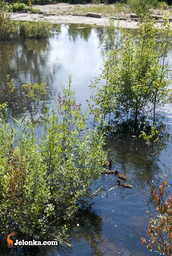 zrujnowane-baseny-bez-perspektyw-28804