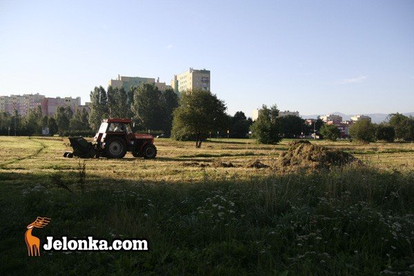 zabobrze-bez-chaszczy-29280