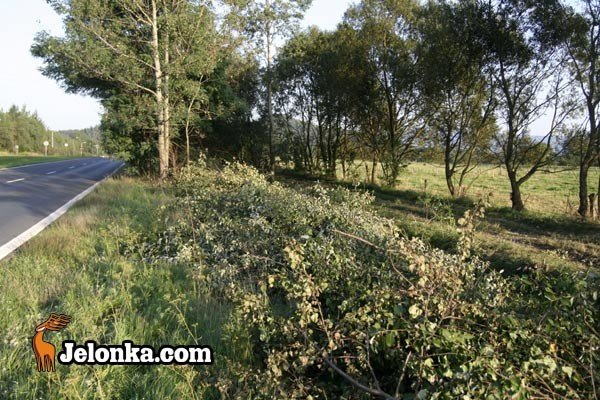 rusza-budowa-drogi-rowerowej-na-zabobrzu-29288