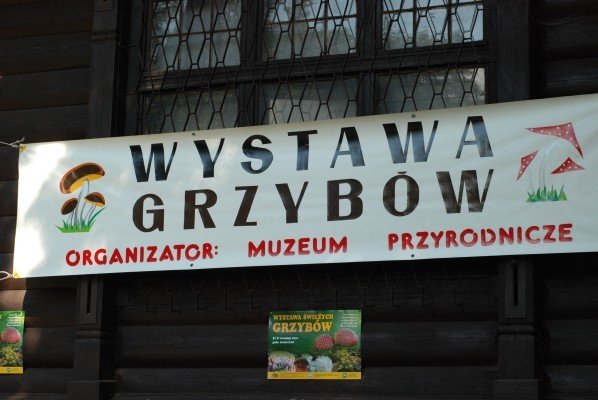 grzybow-w-brod-w-parku-norweskim-29510