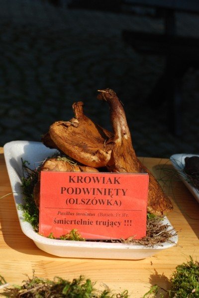 grzybow-w-brod-w-parku-norweskim-29510