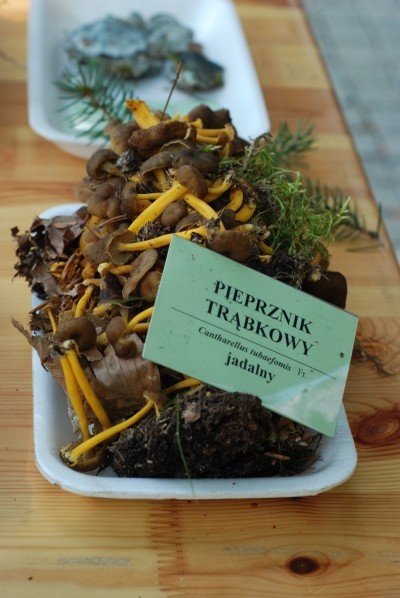 grzybow-w-brod-w-parku-norweskim-29510