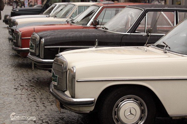 elegancja-na-czterech-kokach-i-w-deszczu-29903
