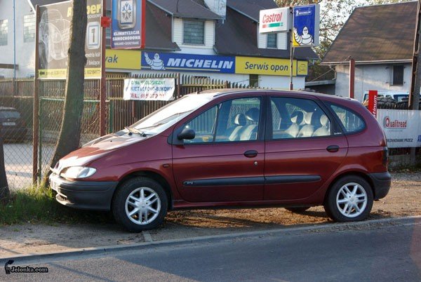 renowka-w-drzewo-na-cieplickiej-30051