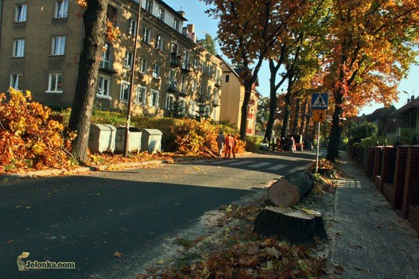 Wczoraj dęby zniknęły z krajobrazu ulicy Słowackiego.