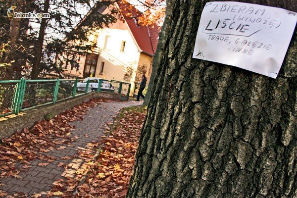 czyste-chodniki-jesienia-lisciany-biznes-30500
