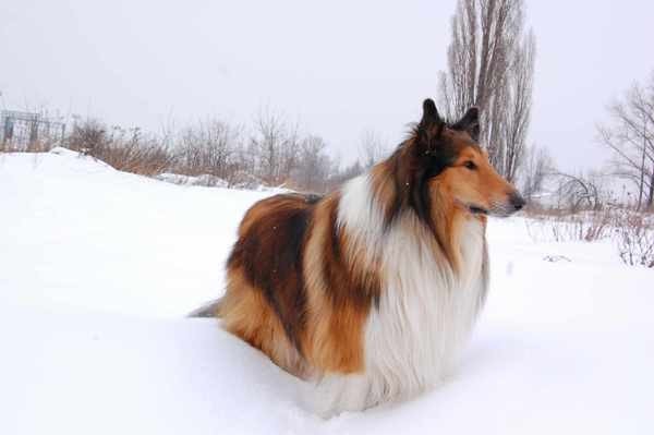 kto-widzia-owczarka-collie-30746