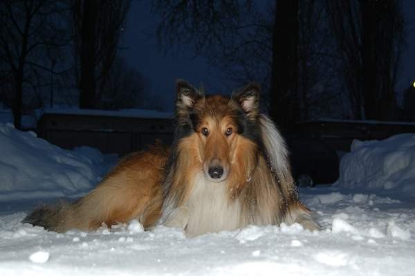 kto-widzia-owczarka-collie-30746