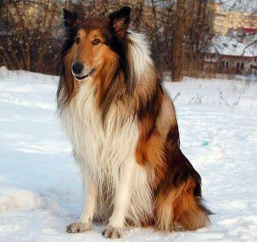 kto-widzia-owczarka-collie-30746