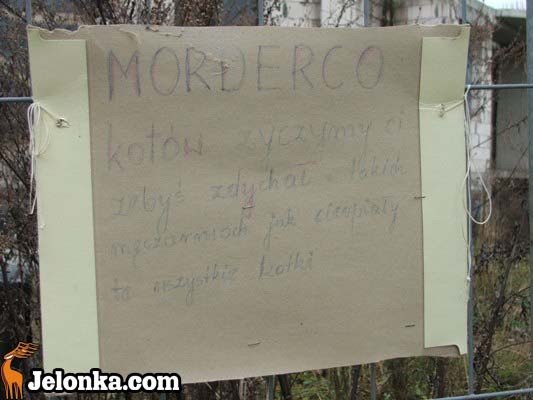 kto-otru-koty-i-goebie-przy-ulicy-kiepury-30976