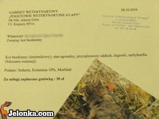 kto-otru-koty-i-goebie-przy-ulicy-kiepury-30976
