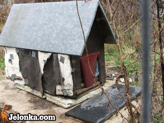kto-otru-koty-i-goebie-przy-ulicy-kiepury-30976