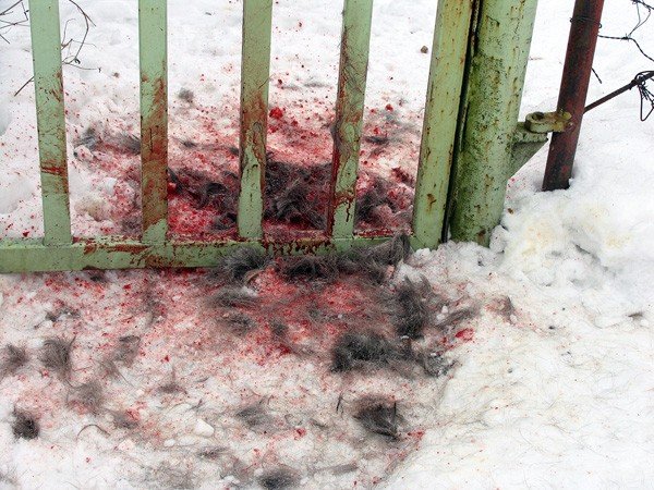 smierc-pieknych-saren-drastyczne-zdjecia-31595