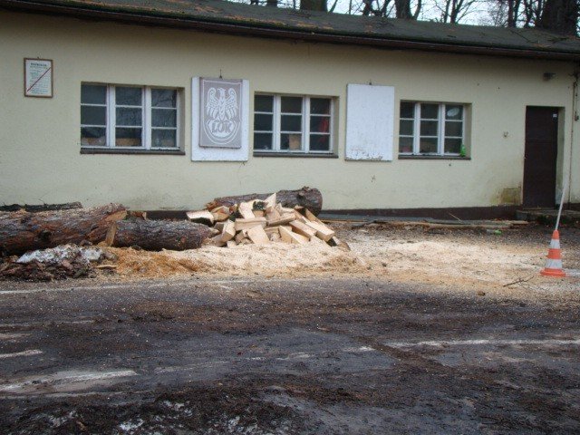 scinka-na-wzgorzu-kosciuszki-dlaczego-32238