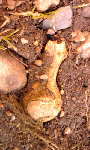 szczatki-ludzkie-w-wojanowie-32581