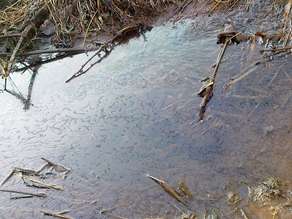toksyczna-stacja-paliw-podtruwa-bobr-i-radomierke-33037