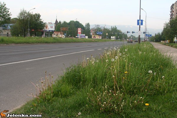 jelenia-gora-zarasta-kosiarki-ida-w-ruch-33903