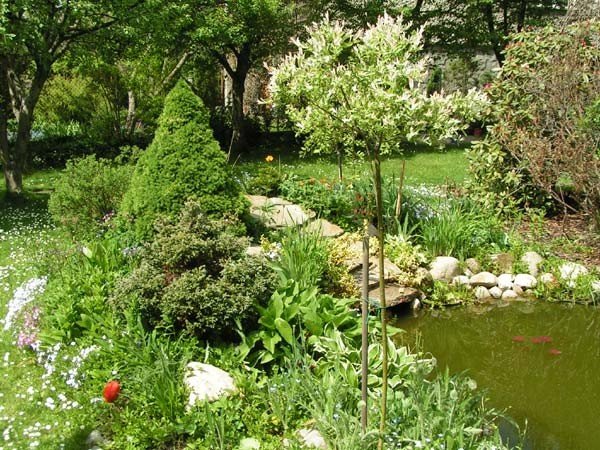 drzewka-i-krzewy-w-zamian-za-makulature-33991