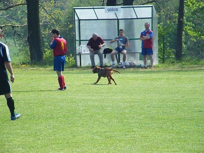 piast-orze-mecz-przerwany-przez-blondynke-34052
