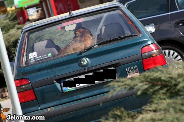 kot-i-pies-zamkniete-w-mieszkaniu-przez-trzy-dni-bez-jedzenia-i-picia-34215