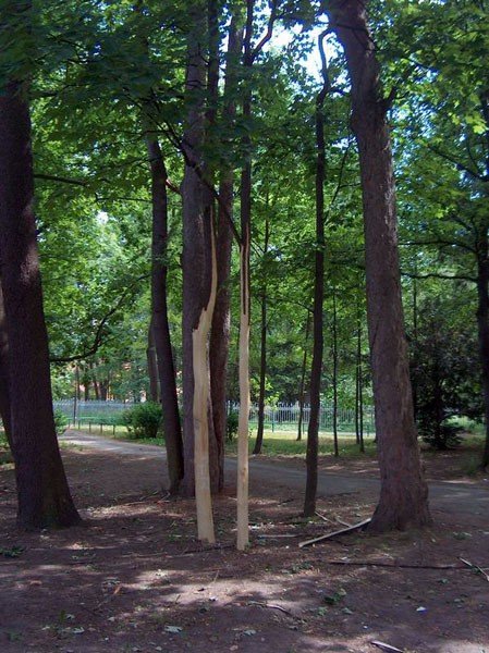 kto-zniszczy-drzewa-w-cieplickim-parku-34368