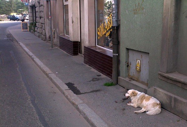 pies-wyskoczy-z-trzeciego-pietra-i-przezy-34383