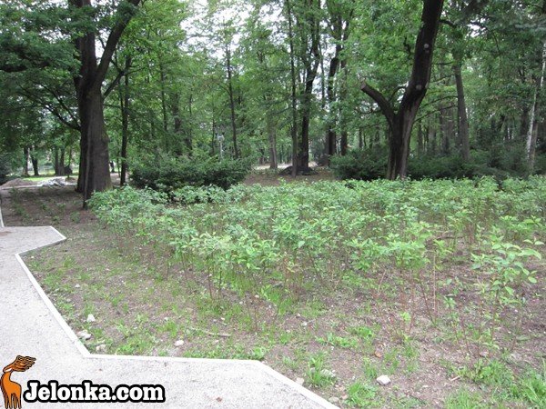 park-zdrojowy-rewitalizowany-podtapiany-i-dewastowany-34903