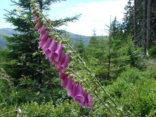 cudze-chwalicie-swojego-nie-znacie-35072