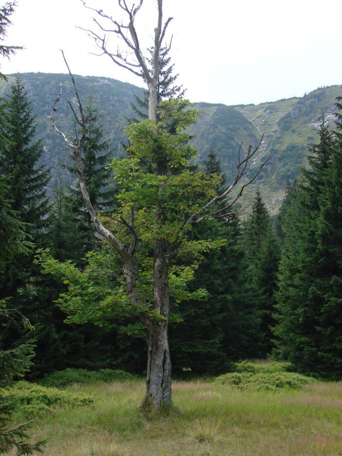 niezwyky-dzien-jagniatkowa-35513