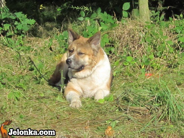 z-akita-ku-szczytom-karkonoszy-35606