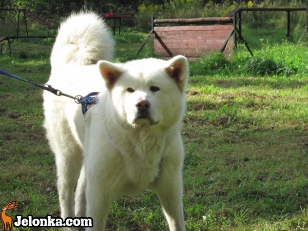 z-akita-ku-szczytom-karkonoszy-35606
