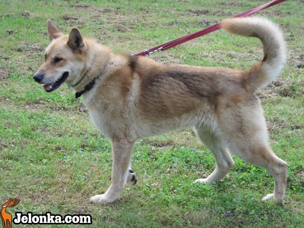 z-akita-ku-szczytom-karkonoszy-35606