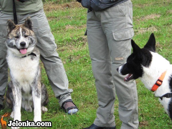 z-akita-ku-szczytom-karkonoszy-35606