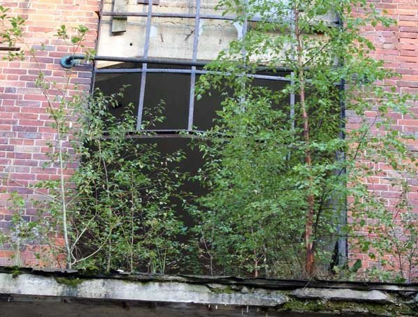 celwiskoza-zarasta-lasem-co-z-tym-fantem-35788