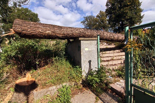 ubywa-drzew-z-ulicy-sowackiego-36030