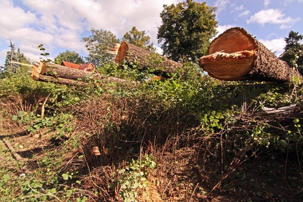 ubywa-drzew-z-ulicy-sowackiego-36030