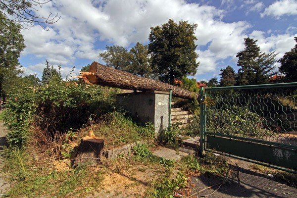 ubywa-drzew-z-ulicy-sowackiego-36030