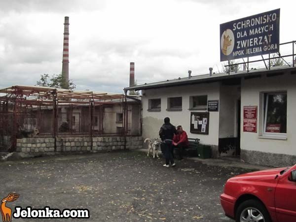 moc-niemieckich-prezentow-dla-bezdomnych-zwierzat-36547