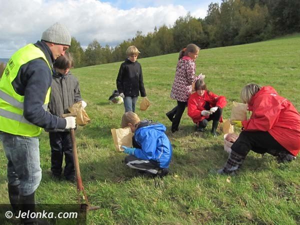 aka-krokusow-pena-wiosna-bedzie-pieknie-36574