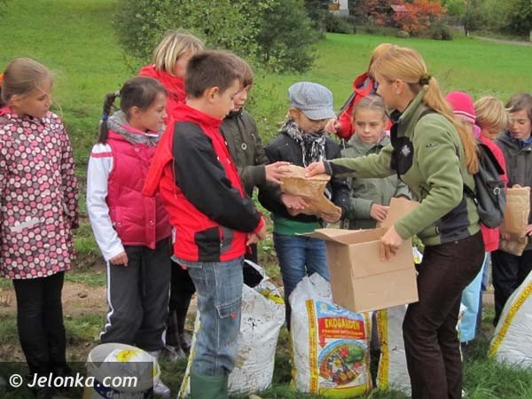 aka-krokusow-pena-wiosna-bedzie-pieknie-36574