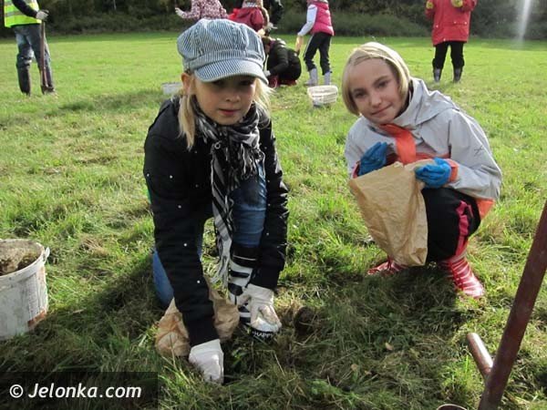 aka-krokusow-pena-wiosna-bedzie-pieknie-36574
