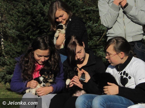 do-serca-przytul-psa-wez-na-kolana-kota-36698