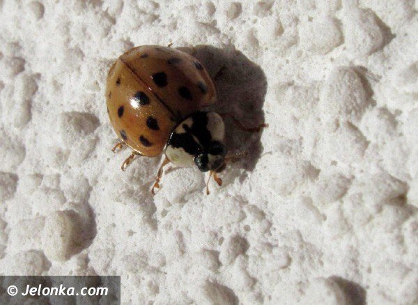 plaga-biedronek-azjatyckich-w-regionie-jeleniogorskim-36918