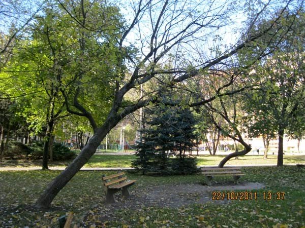wycinaja-drzewa-czy-tylko-chore-i-zagrazajace-bezpieczenstwu-37573
