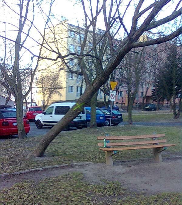 wycinaja-drzewa-czy-tylko-chore-i-zagrazajace-bezpieczenstwu-37573