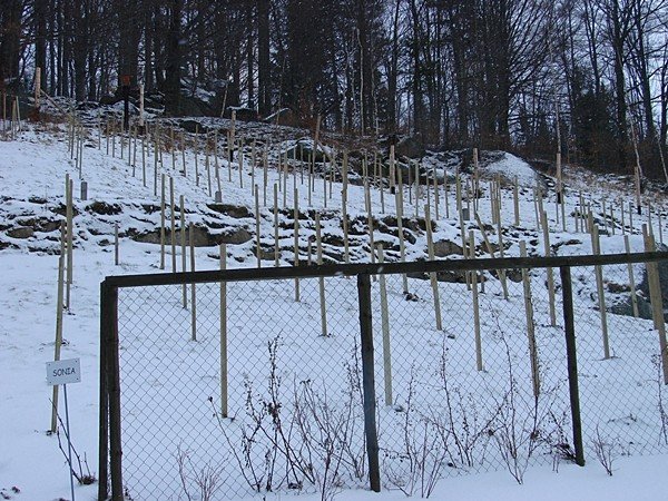 pierwsza-winnica-po-latach-beda-kolejne-37742