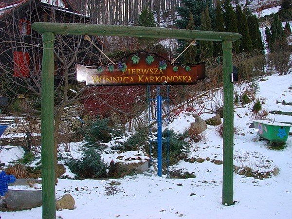 pierwsza-winnica-po-latach-beda-kolejne-37742